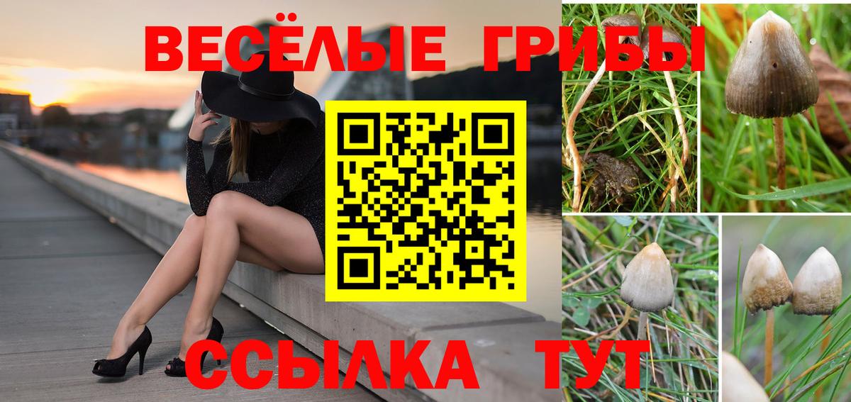 Балашов  Псилоцибиновые грибы Psilocybine cubensis  Вход с VPN  Галлюциногенные грибы GOLDEN TEACHER 